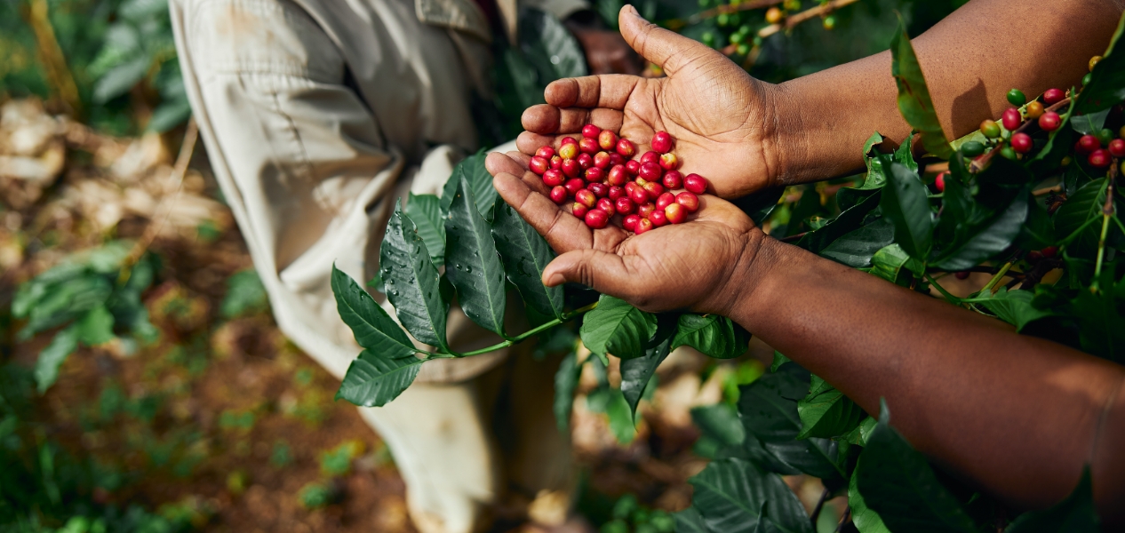 Worek Kawy | Polska Palarnia Kawy | Kawa Specjalna, Premium | Kawa Rzemieślnicza | Kawa Jednogatunkowa | Palenie w Małych Partiach | Sprzedaż Bezpośrednia | Profile Palenia | Wysoka jakoś Kawy | Kultura Kawowa